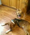 House Sitter - Professional Couple Who Loves Pets